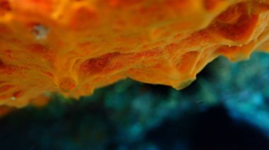 Kırmızı kabuklu sünger veya turuncu kabuklu sünger (Crambe crambe crambe) aşırı yakın çekim sualtı, Ege Denizi, Yunanistan, Halkidiki, Pirgos plajı