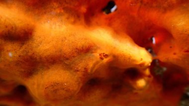 Kırmızı kabuklu sünger veya turuncu kabuklu sünger (Crambe crambe crambe) aşırı yakın çekim sualtı, Ege Denizi, Yunanistan, Halkidiki, Pirgos plajı