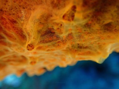 Red encrusting sponge or orange-red encrusting sponge (Crambe crambe) extreme close-up undersea, Aegean Sea, Greece, Halkidiki, Pirgos beach clipart