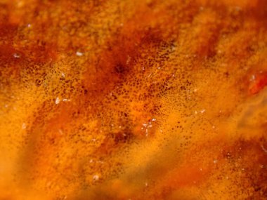 Kırmızı kabuklu sünger veya turuncu kabuklu sünger (Crambe crambe crambe) aşırı yakın çekim sualtı, Ege Denizi, Yunanistan, Halkidiki, Pirgos plajı