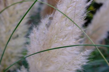 Pampa otu (Cortaderia yediveren) yakın çekim