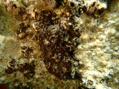 Deniz altı, Ege Denizi, Yunanistan, Halkidiki, Kakoudia plajı