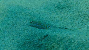 Weever or greater weever (Trachinus draco) undersea, Aegean Sea, Greece, Halkidiki, Pirgos beach clipart