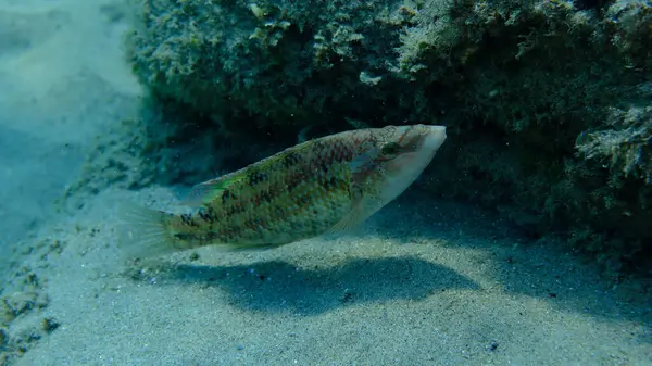 Doğu Atlantik tavus kuşu wrasse (Symphodus tinca) denizaltı, Ege Denizi, Yunanistan, Halkidiki, Pirgos plajı