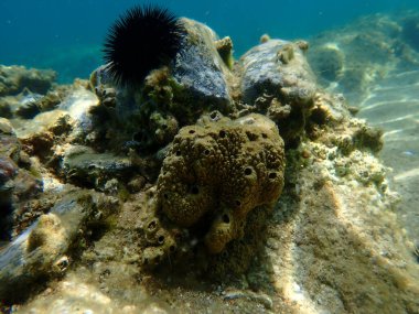 Kokuşmuş sünger (Sarcotragus fasciculatus) denizaltı, Ege Denizi, Yunanistan, Halkidiki, Kakoudia plajı