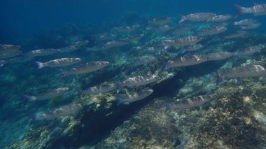 Altın gri kefal (Chelon auratus) denizaltı, Ege Denizi, Yunanistan, Halkidiki, Pirgo Sahili