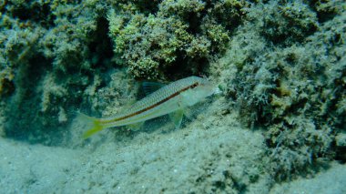 Deniz altı, Ege Denizi, Yunanistan, Halkidiki, Pirgos Sahili, çizgili kırmızı yelesi (Mullus surmuletus)