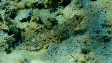 Anemone goby (Gobius bucchichi) denizaltı, Ege Denizi, Yunanistan, Halkidikii, Pirgos plajı