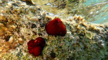 Erik şakayığı, boncuk şakayığı veya kızıl deniz şakayığı (Actinia equina) deniz altı, Ege Denizi, Yunanistan, Halkidiki, Kakoudia plajı