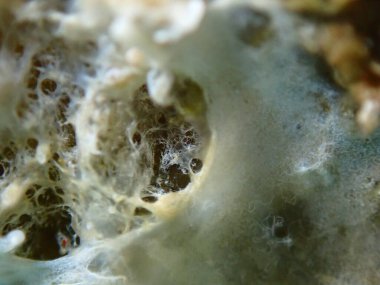 Ölmekte olan değişken başlıklı sünger (Ircinia variabilis) erken ayrıştırma belirtileri ile birlikte aşırı derecede yakın deniz altı, Ege Denizi, Yunanistan, Halkidiki, Pirgos plajı