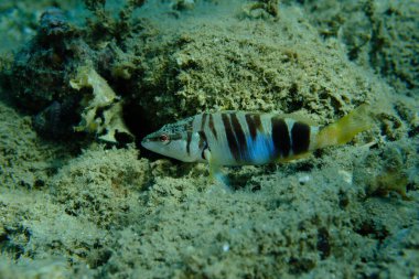 Boyanmış komando (Serranus scriba) denizaltı, Ege Denizi, Yunanistan, Halkidikii, Pirgos plajı