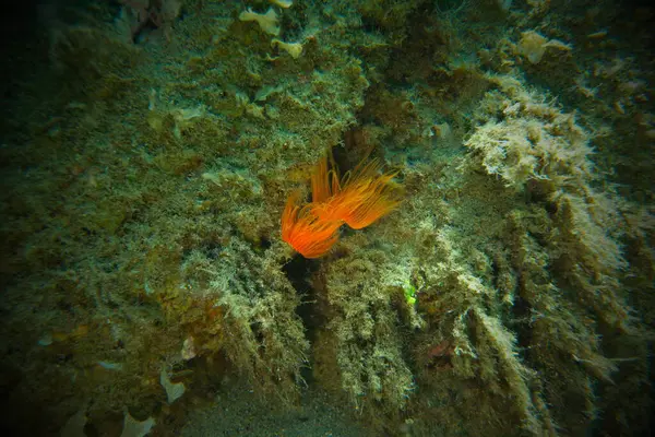 Polychaeta Pürüzsüz tüp solucanı veya kırmızı benekli at nalı (Protula tubularia) denizaltı, Ege Denizi, Yunanistan, Halkidiki, Pirgos plajı