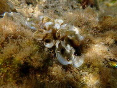 Küçük kahverengi alg Peacock kuyruğu (Padina pavonica) denizaltı, Ege Denizi, Yunanistan, Halkidiki, Kakoudia plajı