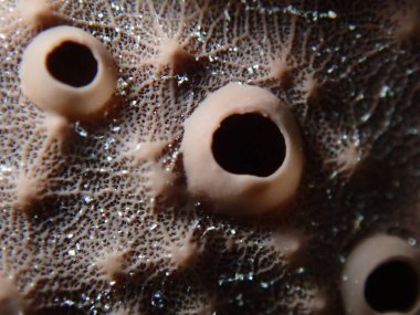 Deri sünger (Scalarispongia skalası) aşırı yakın çekim sualtı, Ege Denizi, Yunanistan, Halkidiki, Pirgos plajı