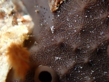 Deri sünger (Scalarispongia skalası) aşırı yakın çekim sualtı, Ege Denizi, Yunanistan, Halkidiki, Pirgos plajı