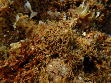 Kahverengi algler (Ericaria amentacea) denizaltı, Ege Denizi, Yunanistan, Halkidiki, Kakoudia plajı