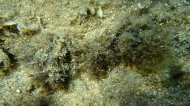 Yeşil yosun yosunu (Cladophora rupestris) deniz altı, Ege Denizi, Yunanistan, Halkidiki, Kakoudia plajı
