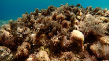 Yeşil yosun yosunu (Cladophora rupestris) deniz altı, Ege Denizi, Yunanistan, Halkidiki, Kakoudia plajı