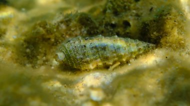 Denizaltı, Ege Denizi, Yunanistan, Halkidiki, Kakoudia Sahili, Avrupa sertifikası (Cerithium vulgatum)