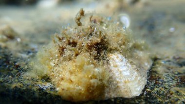 Akdeniz limpeti (Patella caerulea) deniz altı, Ege Denizi, Yunanistan, Halkidiki, Pirgos plajı