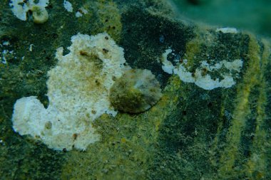 Akdeniz limpeti (Patella caerulea) deniz altı, Ege Denizi, Yunanistan, Halkidiki, Pirgos plajı