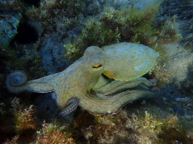 Genel ahtapot (Octopus vulgaris) avı, Ege Denizi, Yunanistan, Halkidiki, Pirgos plajı