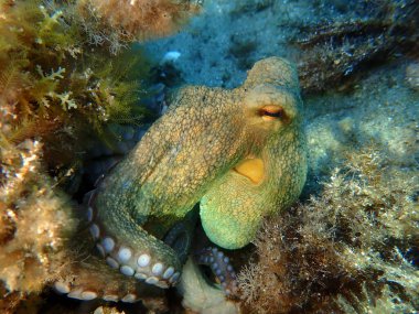 Genel ahtapot (Octopus vulgaris) avı, Ege Denizi, Yunanistan, Halkidiki, Pirgos plajı