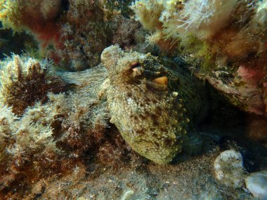 Genel ahtapot (Octopus vulgaris) avı, Ege Denizi, Yunanistan, Halkidiki, Pirgos plajı
