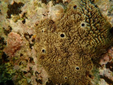 Pis kokulu sünger (Sarcotragus fasciculatus) yakın çekim sualtı, Ege Denizi, Yunanistan, Halkidiki, Kakoudia plajı