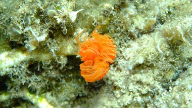 Polychaeta Pürüzsüz tüp solucanı veya kırmızı benekli at nalı (Protula tubularia) denizaltı, Ege Denizi, Yunanistan, Halkidiki, Pirgos plajı