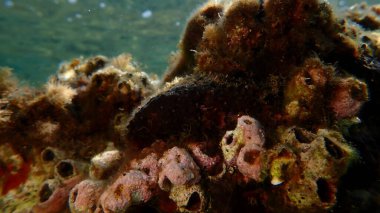 Siyah deri sünger (Sarcotragus spinosulus) deniz altı, Ege Denizi, Yunanistan, Halkidiki, Kakoudia plajı