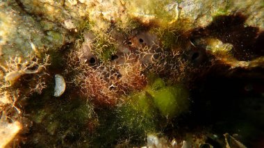 Banyo süngeri veya güzel Levant süngeri, Türkiye kupası süngeri, Spongia (Spongia) officinalis ve Bryozoa veya yosun hayvanı Cradoscrupocellaria reptans under sea, Ege Denizi, Yunanistan, Halkidiki, Pirgos plajı