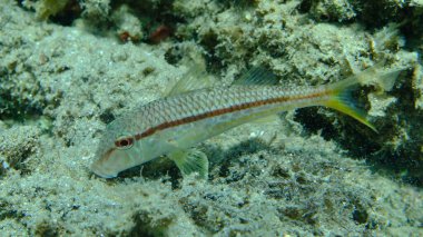 Deniz altı, Ege Denizi, Yunanistan, Halkidiki, Pirgos Sahili, çizgili kırmızı yelesi (Mullus surmuletus)