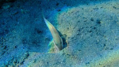 Deniz altı, Ege Denizi, Yunanistan, Halkidiki, Pirgos Sahili, çizgili kırmızı yelesi (Mullus surmuletus)