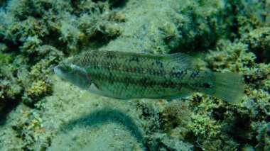 Doğu Atlantik tavus kuşu wrasse (Symphodus tinca) denizaltı, Ege Denizi, Yunanistan, Halkidiki, Pirgos plajı