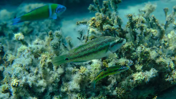 Doğu Atlantik tavus kuşu wrasse (Symphodus tinca) denizaltı, Ege Denizi, Yunanistan, Halkidiki, Pirgos plajı