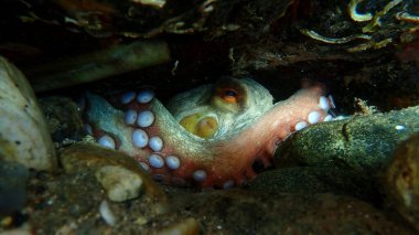 Ortak ahtapot (Octopus vulgaris) denizaltı, Ege Denizi, Yunanistan, Halkidiki, Pirgos plajı