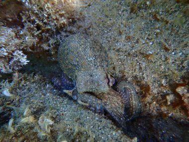 Ortak ahtapot (Octopus vulgaris) denizaltı, Ege Denizi, Yunanistan, Halkidiki, Pirgos plajı