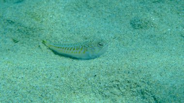 Denizaltı, Ege Denizi, Yunanistan, Halkidiki, Pirgo Sahili, Trachinus draco