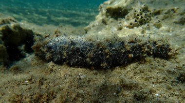 Deniz hıyarı pamuk helvası ya da deniz hıyarı (Holothuria) tubulosa, Ege Denizi, Yunanistan, Halkidiki, Kakoudia plajı