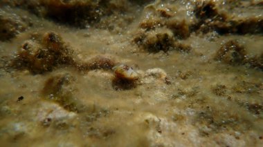 Deniz salyangozu deniz kabuğu (Conomurex persicus) deniz altı, Ege Denizi, Yunanistan, Halkidiki, Kakoudia plajı