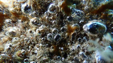 Clump of Cyanobacteria, formerly called Blue-green algae (Cyanophyta) extreme close-up undersea, Aegean Sea, Greece, Halkidiki, Pirgos beach