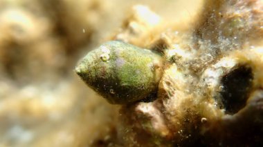 Deniz tabanı, sualtı, Ege Denizi, Yunanistan, Halkidiki, Kakoudia plajı Akdeniz konisi (Conus ventricosus)