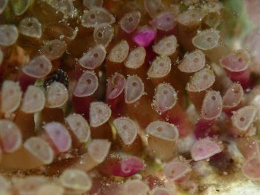 Güneyli istiridye matkabı (Stramonita hemastoma), Ege Denizi, Yunanistan, Halkidiki, Kakoudia plajı, yakın plan deniz altı yumurta ve embriyolarının kapsülleştirilmesi