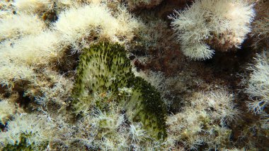 Cyanobacteria marine sludge-weed or brush weed (Symploca hydnoides) undersea, Aegean Sea, Greece, Halkidiki, Pirgos beach clipart