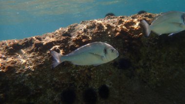 Gilthead denizaltı, Ege Denizi, Yunanistan, Halkidiki, Kakoudia plajı, Kakoudia