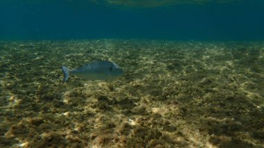Gilthead denizaltı, Ege Denizi, Yunanistan, Halkidiki, Kakoudia plajı, Kakoudia