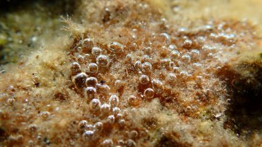 Eskiden mavi-yeşil algler (siyanophyta) olarak adlandırılan küme deniz altı, Ege Denizi, Yunanistan, Halkidiki, Kakoudia plajı