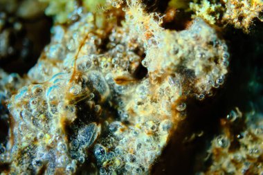 Eskiden mavi-yeşil algler (siyanophyta) olarak adlandırılan küme deniz altı, Ege Denizi, Yunanistan, Halkidiki, Pirgos plajı