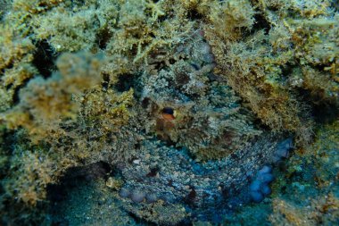 Genel ahtapot (Octopus vulgaris) avı, Ege Denizi, Yunanistan, Halkidiki, Pirgos plajı